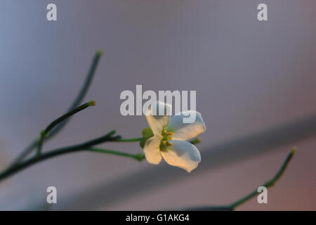 Arabidopsis Arenosa (Sand Rock-Kresse) in Schweden. Stockfoto