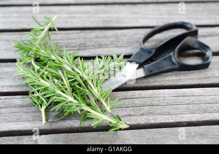 Frisch gepflückt Rosmarinzweig auf den Gartentisch mit einer Schere Stockfoto