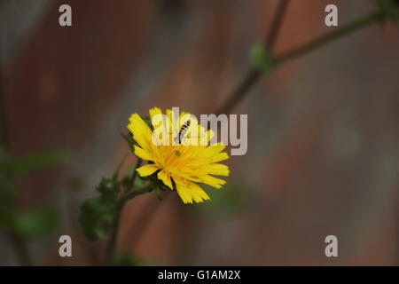 Blüte von rough Hawksbeard (Crepis Biennis). Stockfoto