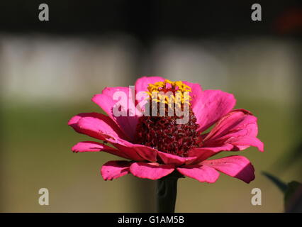 Blütenstand von einer gemeinsamen Zinnie (Zinnia Elegans Sy Zinnia Violacea). Stockfoto