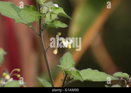 Blüten der wolligen Nachtschatten (Solanum Villosum). Stockfoto