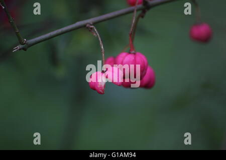 Früchte der Europäischen Spindel (Euonymus Europaeus). Stockfoto