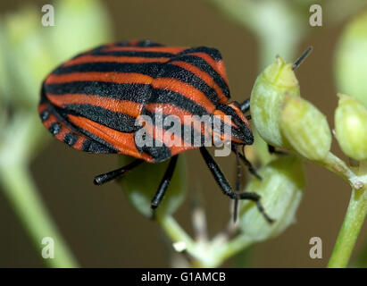 Gestreifte Wanze, wissenschaftlicher Name Graphosoma Lineatum. Stockfoto