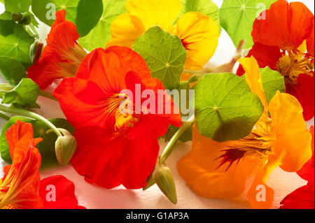 Frische gemischte rote und gelbe Kapuzinerkresse Blumen & Blätter Stockfoto