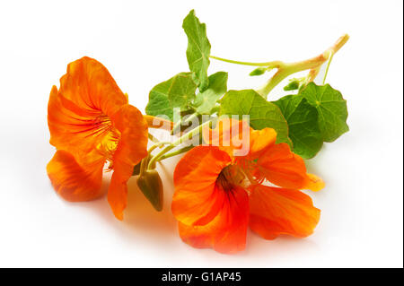 Frische Orangen Kapuzinerkresse Blüten & Blätter Stockfoto