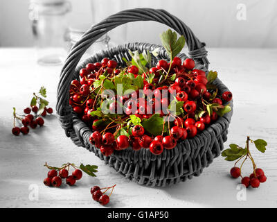 Frisch gepflückt Beeren vom Weißdorn Strauch, auch genannt Thornapple, Mai-Baum, Weißdorn, Hawberry (Crataegus Monogyna) Stockfoto