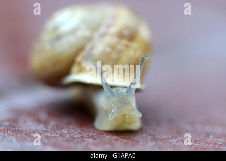 Kleine Schnecke gleiten, sehr kurze Tiefenschärfe. Lateinischer Name: Arianta Arbustorum Stockfoto