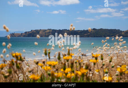 Oretangi Strand auf Waiheke Island Neuseeland Stockfoto