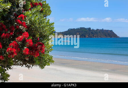 Oretangi Strand auf Waiheke Island Neuseeland Stockfoto