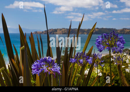 Oretangi Strand auf Waiheke Island Neuseeland Stockfoto