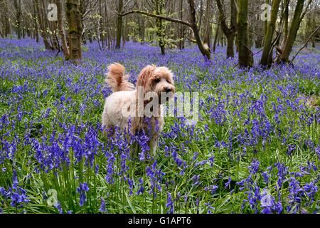 Mini Labradoodle steht in einem Wald Glockenblumen Stockfoto