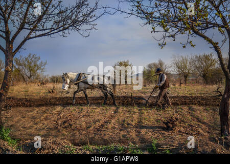 Bauer pflügt sein Feld mit seinem Pferd in Kappadokien, Türkei. Stockfoto