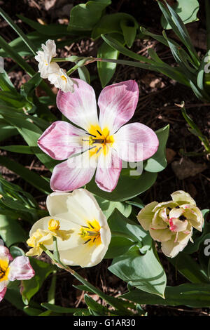 Garten mit Tulpen Tulipa flammenden Purissima und Tulipa Purissima. Stockfoto