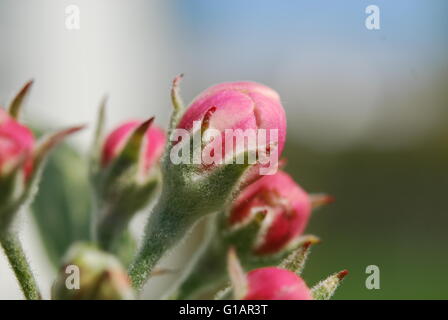 Apple Blütenknospen in Makro Stockfoto