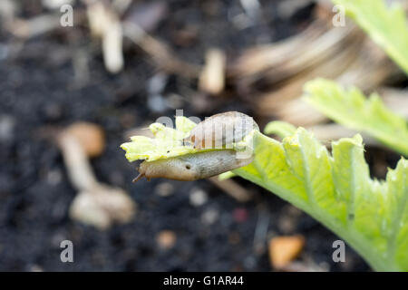 Deroceras Reticulatum graues Feld Slug oder grauen Garten Slug oder saldiert Slug Stockfoto