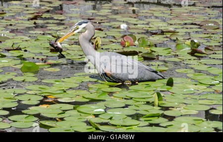 Ein Reiher geht unter die Seerosen in einem Teich fischen. Stockfoto