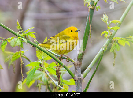 Amerikanische Schnäpperrohrsänger (Setophaga petechia Stockfoto