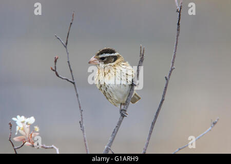 Frau Rose – Breasted Kernbeißer (Pheucticus sich) Stockfoto