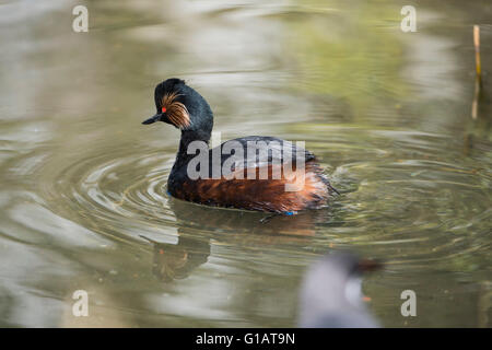 Podiceps Nigricollis, Schwarzhalstaucher, Schwarzhalstaucher, Stockfoto