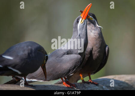 Larosterna Inca, Inkaseeschwalbe, Vogel, Vogel, Stockfoto