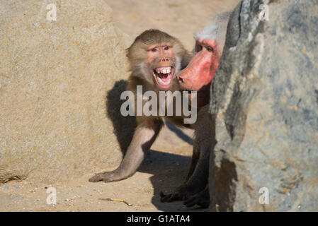 Papio Hamadryas, Mantelpavian, Affe, Affe Stockfoto