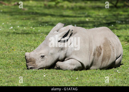 Ceratotherium Simum Simum, Breitmaulnashorn, Huftier, Säugetier, Breitmaulnashorn, junges, Jungtier, Stockfoto