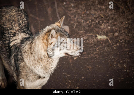 Grauer Wolf in einem dunklen Wald im Herbst Stockfoto