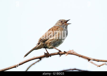 12. Mai 2016. UK Wetter. Eine Dunnock (Phasianus colchicus) singt von der Spitze eines Hawthorn tree in East Sussex, UK Credit: Ed Brown/Alamy leben Nachrichten Stockfoto