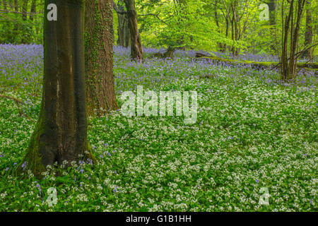 Cardiff, UK. 13. Mai 2016. UK-Wetter: Bärlauch Blumen Teppich dem Waldboden in den alten Wenallt Woods in Nord Auto Stockfoto