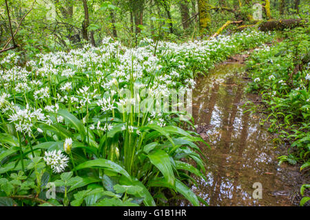 Cardiff, UK. 13. Mai 2016. UK-Wetter: Bärlauch Blumen Teppich dem Waldboden in den alten Wenallt Woods in Nord Auto Stockfoto