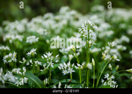 Cardiff, UK. 13. Mai 2016. UK-Wetter: Bärlauch Blumen Teppich dem Waldboden in den alten Wenallt Woods in Nord Auto Stockfoto