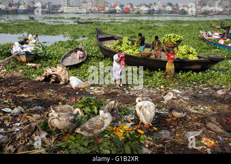 12. Mai 2016 - Dhaka, Bangladesch - früh morgens Hyazinthe gefüllten Buriganga Fluß. Rund 25.000 Menschen überqueren Sie den Fluss in Dhaka jeden Tag. Eine große Schneise des Flusses Buriganga ist die Lebensader des Kapitals hat pechschwarze mit Giftmüll, Öl und Chemikalien, fließt es von Industrieanlagen verwandelt. Das Wasser wurde extrem verschmutzt und stellt ein Gesundheitsrisiko für die Gemeinden Flussbett. (Kredit-Bild: © K M Asad über ZUMA Draht) Stockfoto