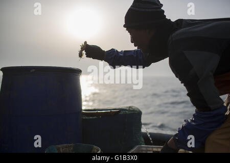 Xingcheng, Provinz Liaoning, China. 9. Mai 2016. Wie Chinas Küsten Fischereiressourcen in den letzten zwei Jahrzehnten verursacht durch Verschmutzung und Überfischung zunehmend erschöpft sind, haben steigende Kosten der Fischerei chinesische Fischer leben offensichtlich verändert. Viele Fischer haben ihre Boote zu verkaufen und das Fischen Leben komplett aufgeben. Das Bohai-Meer ist die Quelle der marinen Fischbestände im Norden von China an vor, aber jetzt, das Meer ist fast leer geworden und viele Arten ausgestorben. Wang Zhiqiang, fast 40 Jahre alten Fischer lebt in Xingcheng City in Liaoning provinc Stockfoto