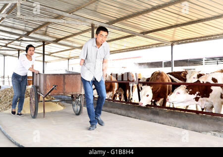 Zhangye, Zhangye, CHN. 10. Mai 2016. Zhangye, China - 10. Mai 2016: (Nur zur redaktionellen Verwendung. CHINA aus) Zhou Dong, Jahrgang 1985, Zhangye Gansu, seinen rechten Arm verloren, wegen eines Unfalls. Aber er gab nicht auf sein Leben. Zunächst eröffnete er ein Kleidungsstück-Geschäft. Er beginnt, auf Außenwerbung in Dörfern mit 12 Jugendlichen arbeiten und bekomme 500000 Yuan pro Jahr. Wann findet er Zucht boom wird er landwirtschaftliche Genossenschaft, die Herstellung von 1000 Rinder und Schafe 2000 jedes Jahr aufgebaut und viele behinderte Männer zur Pflanze und Rasse. © SIPA Asien/ZUMA Draht/Alamy Live-Nachrichten Stockfoto