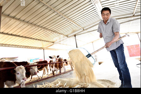 Zhangye, Zhangye, CHN. 10. Mai 2016. Zhangye, China - 10. Mai 2016: (Nur zur redaktionellen Verwendung. CHINA aus) Zhou Dong, Jahrgang 1985, Zhangye Gansu, seinen rechten Arm verloren, wegen eines Unfalls. Aber er gab nicht auf sein Leben. Zunächst eröffnete er ein Kleidungsstück-Geschäft. Er beginnt, auf Außenwerbung in Dörfern mit 12 Jugendlichen arbeiten und bekomme 500000 Yuan pro Jahr. Wann findet er Zucht boom wird er landwirtschaftliche Genossenschaft, die Herstellung von 1000 Rinder und Schafe 2000 jedes Jahr aufgebaut und viele behinderte Männer zur Pflanze und Rasse. © SIPA Asien/ZUMA Draht/Alamy Live-Nachrichten Stockfoto