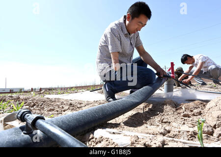 Zhangye, Zhangye, CHN. 10. Mai 2016. Zhangye, China - 10. Mai 2016: (Nur zur redaktionellen Verwendung. CHINA aus) Zhou Dong, Jahrgang 1985, Zhangye Gansu, seinen rechten Arm verloren, wegen eines Unfalls. Aber er gab nicht auf sein Leben. Zunächst eröffnete er ein Kleidungsstück-Geschäft. Er beginnt, auf Außenwerbung in Dörfern mit 12 Jugendlichen arbeiten und bekomme 500000 Yuan pro Jahr. Wann findet er Zucht boom wird er landwirtschaftliche Genossenschaft, die Herstellung von 1000 Rinder und Schafe 2000 jedes Jahr aufgebaut und viele behinderte Männer zur Pflanze und Rasse. © SIPA Asien/ZUMA Draht/Alamy Live-Nachrichten Stockfoto