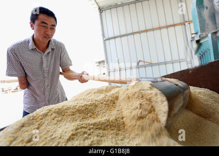 Zhangye, Zhangye, CHN. 10. Mai 2016. Zhangye, China - 10. Mai 2016: (Nur zur redaktionellen Verwendung. CHINA aus) Zhou Dong, Jahrgang 1985, Zhangye Gansu, seinen rechten Arm verloren, wegen eines Unfalls. Aber er gab nicht auf sein Leben. Zunächst eröffnete er ein Kleidungsstück-Geschäft. Er beginnt, auf Außenwerbung in Dörfern mit 12 Jugendlichen arbeiten und bekomme 500000 Yuan pro Jahr. Wann findet er Zucht boom wird er landwirtschaftliche Genossenschaft, die Herstellung von 1000 Rinder und Schafe 2000 jedes Jahr aufgebaut und viele behinderte Männer zur Pflanze und Rasse. © SIPA Asien/ZUMA Draht/Alamy Live-Nachrichten Stockfoto