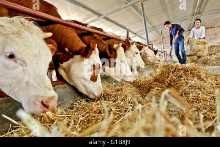 Zhangye, Zhangye, CHN. 10. Mai 2016. Zhangye, China - 10. Mai 2016: (Nur zur redaktionellen Verwendung. CHINA aus) Zhou Dong, Jahrgang 1985, Zhangye Gansu, seinen rechten Arm verloren, wegen eines Unfalls. Aber er gab nicht auf sein Leben. Zunächst eröffnete er ein Kleidungsstück-Geschäft. Er beginnt, auf Außenwerbung in Dörfern mit 12 Jugendlichen arbeiten und bekomme 500000 Yuan pro Jahr. Wann findet er Zucht boom wird er landwirtschaftliche Genossenschaft, die Herstellung von 1000 Rinder und Schafe 2000 jedes Jahr aufgebaut und viele behinderte Männer zur Pflanze und Rasse. © SIPA Asien/ZUMA Draht/Alamy Live-Nachrichten Stockfoto