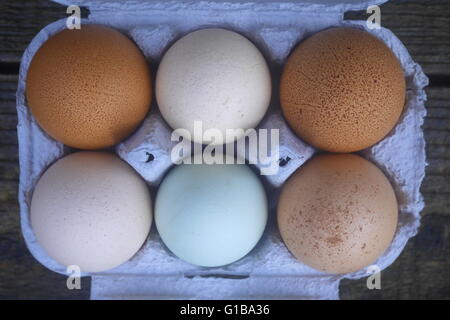 Auswahl von sechs Bio-Hühner-Eiern in einem Karton Stockfoto