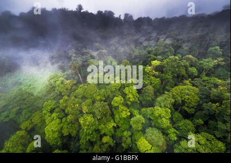 Frankreich, Guyana, Französisch Guyana Amazonas Park, Herzgegend, die Spitze des Mount Itoupe (830 m), Regenzeit, Luftbild des Nebelwaldes von den Transporthubschrauber des wissenschaftlichen Teams Stockfoto