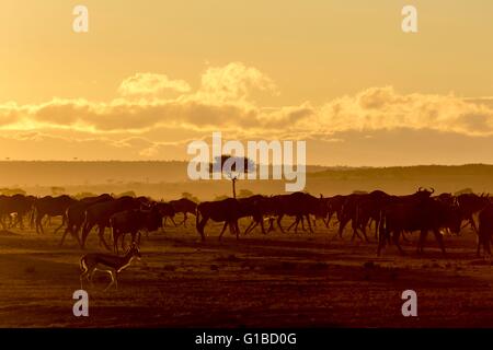 Kenia, Masai Mara Wildreservat, Gnus (Connochaetes Taurinus), Herde von Migration bei Sonnenaufgang Stockfoto