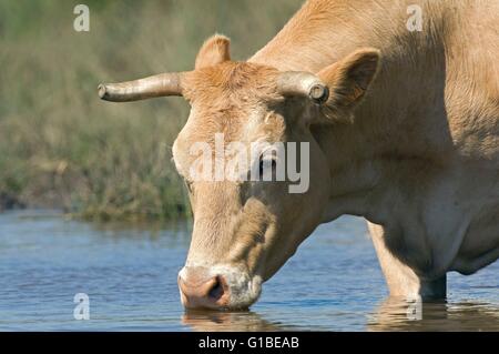 Frankreich, Blonde d ' Aquitaine-Kuh (Bos Taurus), trinken Stockfoto