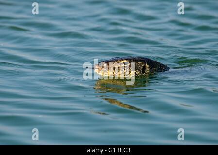 Thailand, Wasser-Waran (Varanus Salvator), Schwimmen Stockfoto