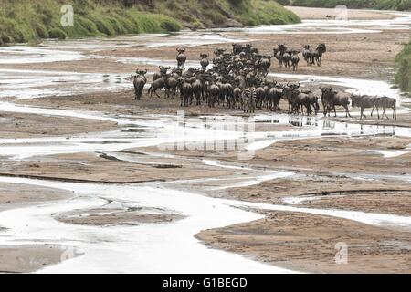 Kenia, Masai Mara Wildreservat, Gnus (Connochaetes Taurinus), Herde von Migration in den Sand River trinken Stockfoto