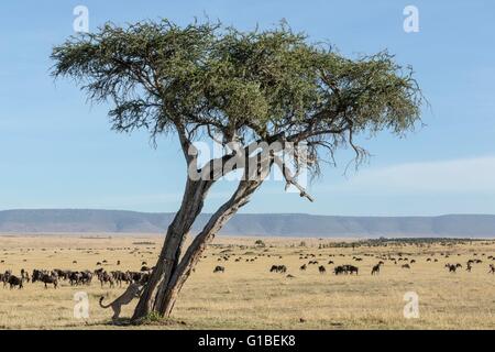 Kenia, Masai Mara Wildreservat, Cheetah (Acinonyx Jubatus), Männchen im Ballon Landung und Gnus Stockfoto