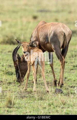 Kenia, Masai Mara Game reserve, Topi (Damaliscus Korrigum), Mutter und Neugeborene Stockfoto