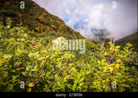 Frankreich, Guadeloupe (Französische Antillen), Basse-Terre, Saint-Claude, La Soufriere, den Spitznamen der Vie Madanm auf Guadeloupe Kreolisch oder die alte Dame in Französisch, ist ein aktiver Vulkan befindet sich im Nationalpark Stockfoto