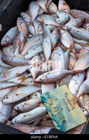 Frankreich, Haute Corse Bastia, Terra Vecchia Bezirk, den Hafen von St-Jean-Baptiste-Kirche, übersehen Direktverkauf Fisch auf dem Dock nach der Rückkehr der Fischerei Stockfoto