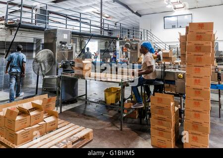 Haiti, Port au Prince, Barbancourt rum-Brennerei, Abfüllung Abschnitt Stockfoto