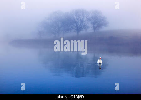 Höckerschwan im frühen Morgennebel und Bäume spiegeln sich in einem See Stockfoto